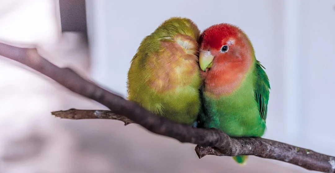 indukan lovebird warna eksotis berkualitas