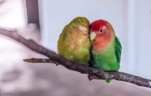 indukan lovebird warna eksotis berkualitas