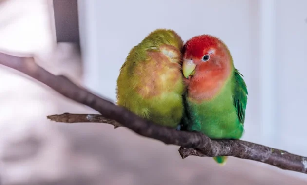 indukan lovebird warna eksotis berkualitas