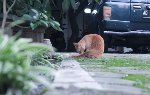 Indukan eks-jawara yang menjadi favorit breeder