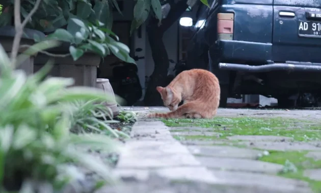 Indukan eks-jawara yang menjadi favorit breeder