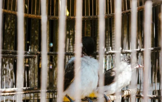cara menghindari inbreeding pada ternak burung