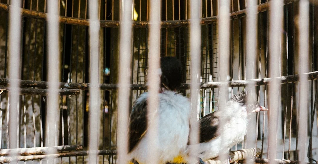 kualitas genetik burung kicau sebelum diternak