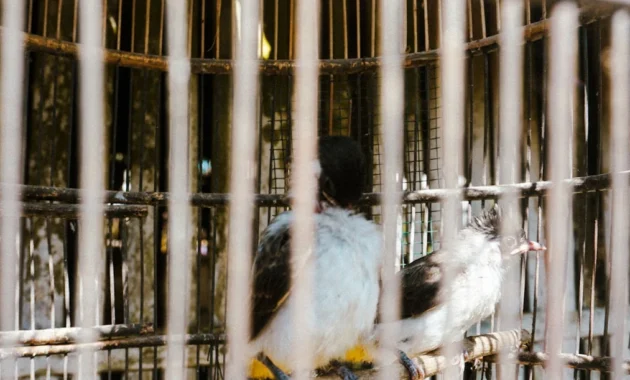 kualitas genetik burung kicau sebelum diternak