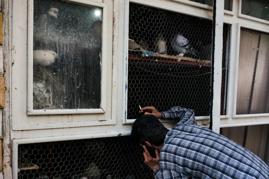 Pemilik sedang memperhatikan kebersihan sangkar burung murai batu miliknya