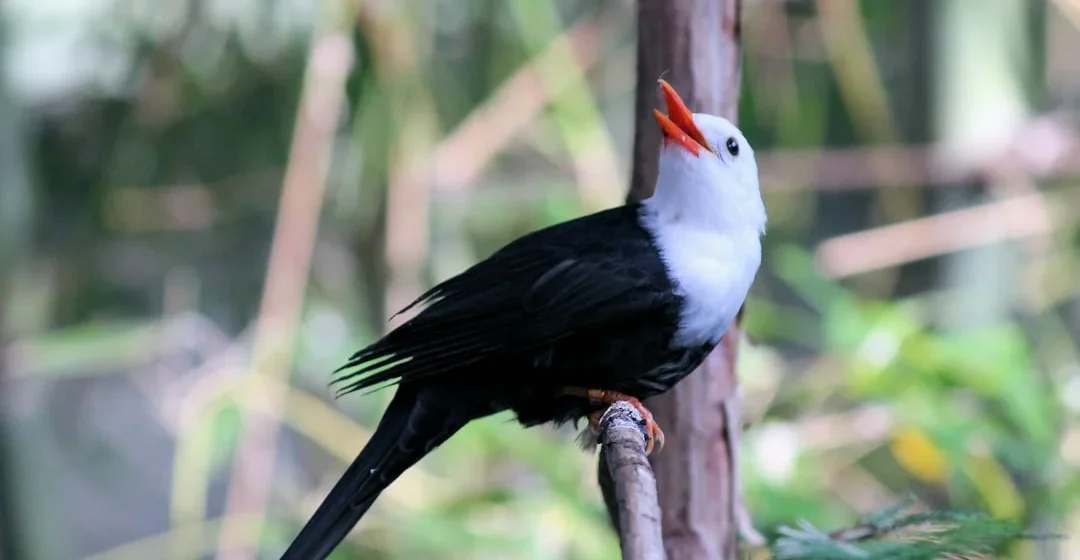 Pilihan pakan burung murai agar suara nyaring dan bertenaga