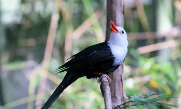 Pilihan pakan burung murai agar suara nyaring dan bertenaga