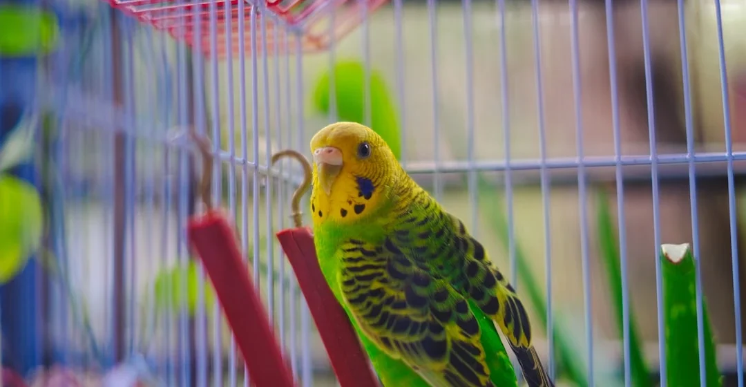 Pemilik sedang memperhatikan kebersihan sangkar burung murai batu miliknya