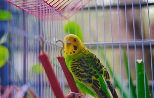 Pemilik sedang memperhatikan kebersihan sangkar burung murai batu miliknya
