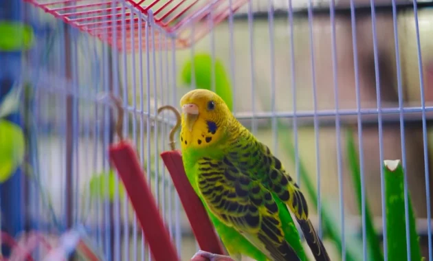 Pemilik sedang memperhatikan kebersihan sangkar burung murai batu miliknya